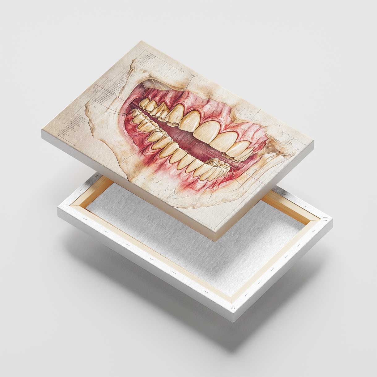 Jaw Anatomy Canvas
