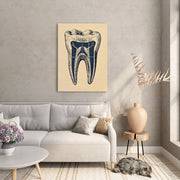Tooth Anatomy Canvas