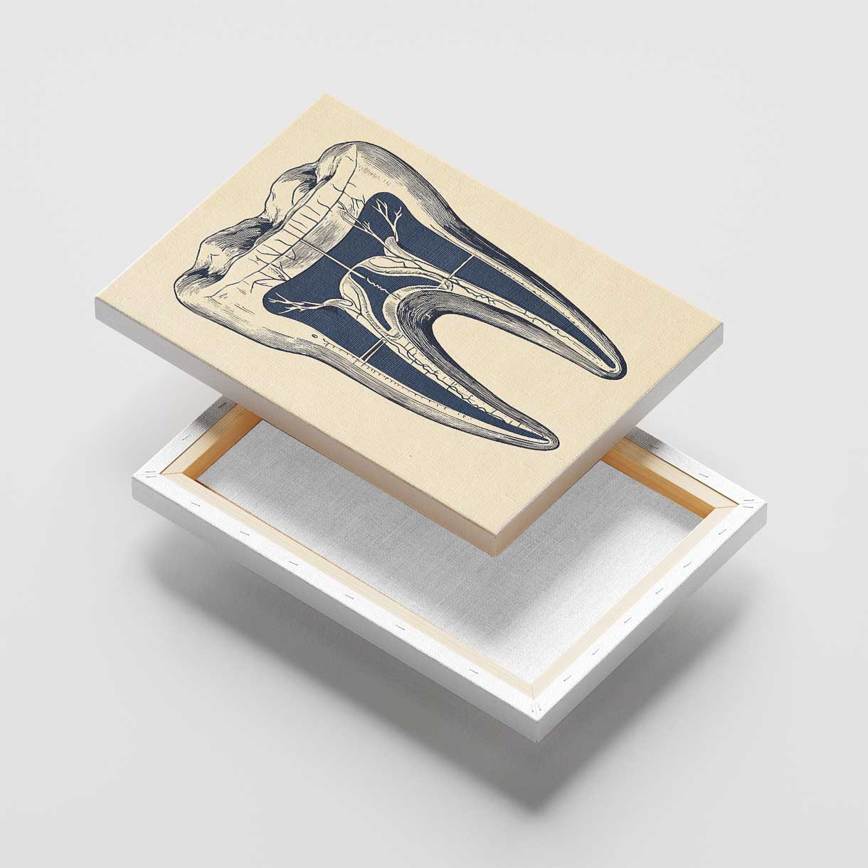 Tooth Anatomy Canvas
