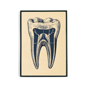 Tooth Anatomy Poster