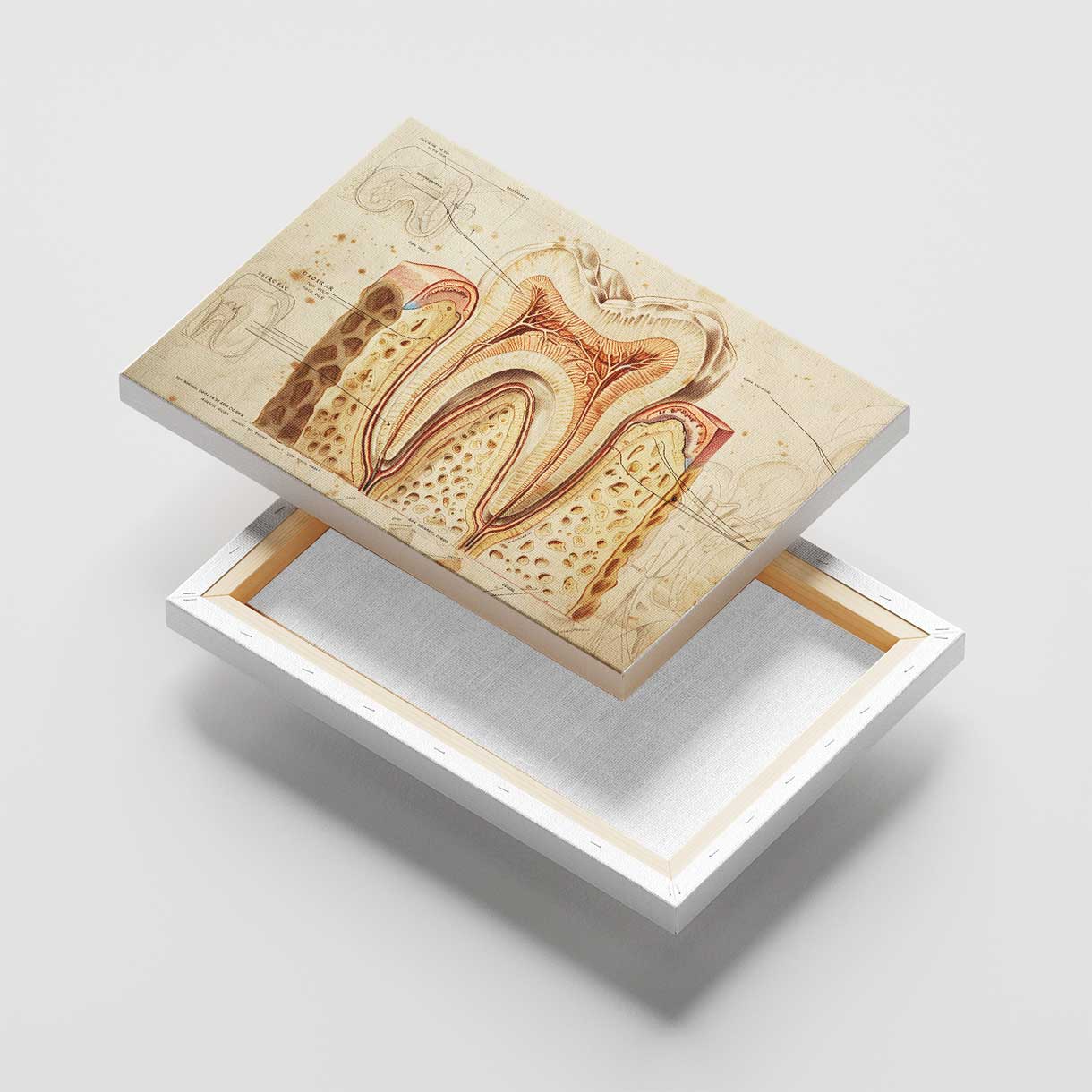 Tooth Cross Section Canvas