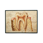 Tooth Cross Section Poster